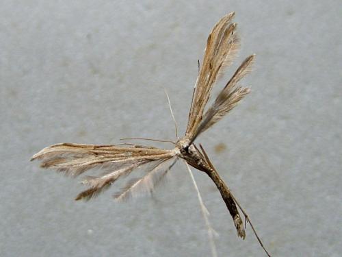 Emmelina sp.